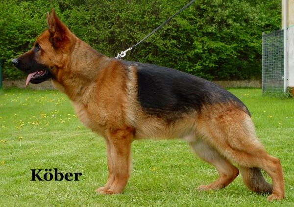 WALLACE aus Wattenscheid